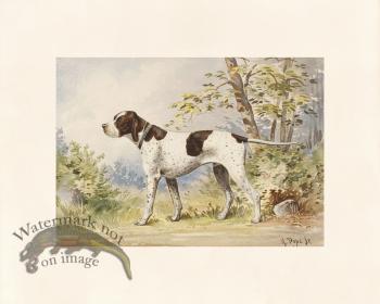 Pope Dog 06 Imported Champion Pointer